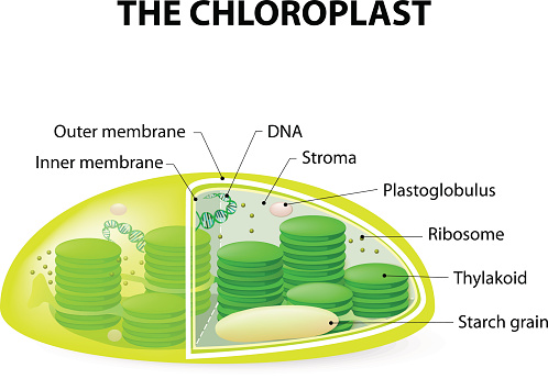Chloroplast. Structure of a typical higher-plant chloroplast