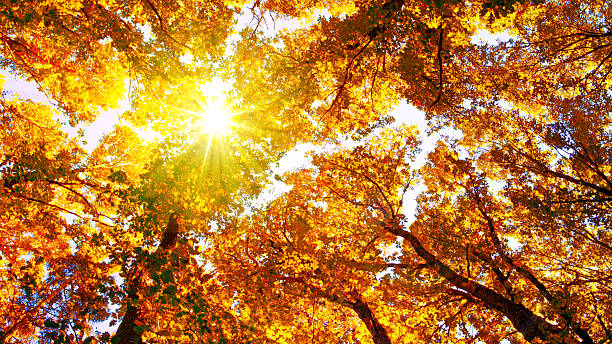 istock Sunrise in autumn forest. 491952706