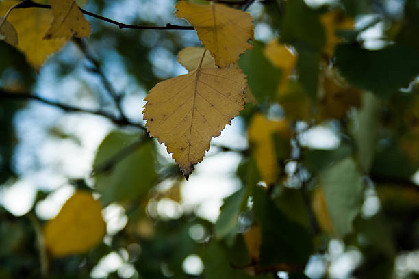 istock birch leaves on a natural background 491953372