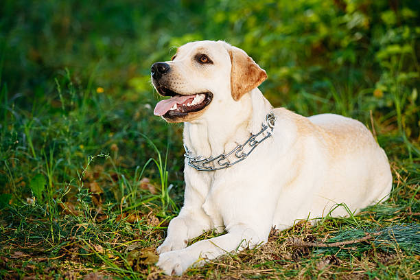 istock White Labrador Retriever Dog Sitting In Green Grass 491958698