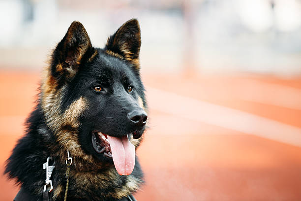 perro pastor alemán primer plano - german sheppard fotografías e imágenes de stock