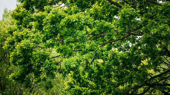 Canopy Of Tall Oak Tree. Branches Of Tree With Fresh Green Foliage