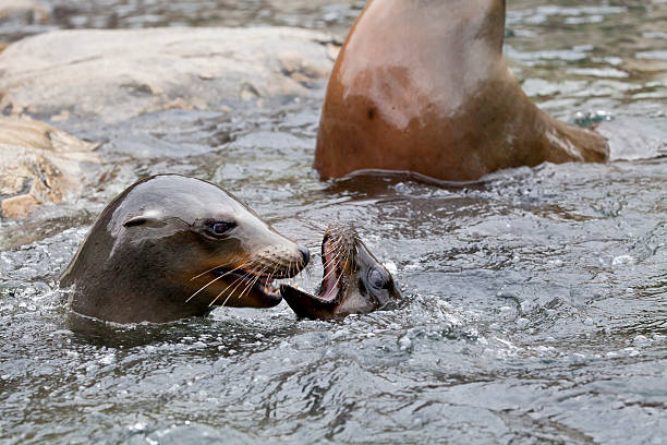 istock California sea lion 491959857