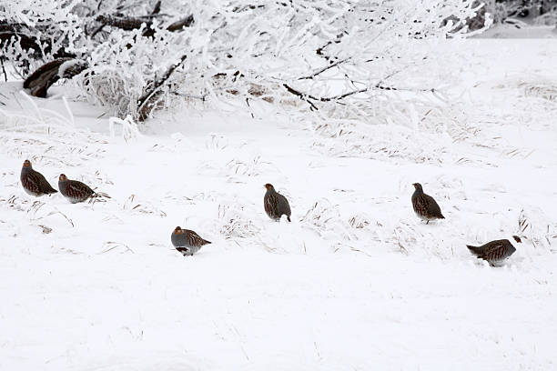 Gray Partridges in winter stock photo