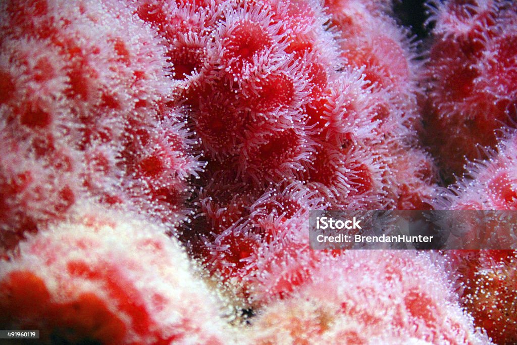 Anémone rouge - Photo de Anémone de mer libre de droits