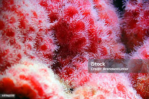 Photo libre de droit de Anémone Rouge banque d'images et plus d'images libres de droit de Anémone de mer - Anémone de mer, Au fond de l'océan, Biologie