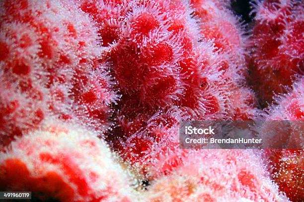 Red Anemone - zdjęcia stockowe i więcej obrazów Biologia - Nauka - Biologia - Nauka, Czerwony, Fotografika