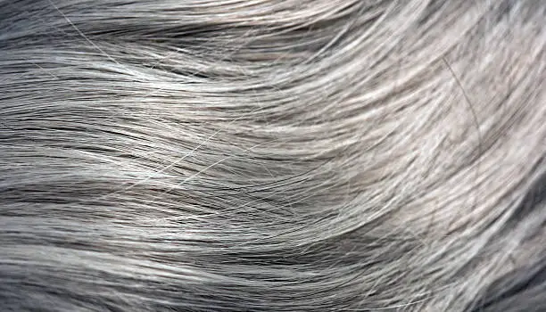 Photo of straight gray hair