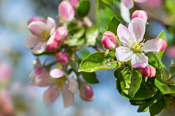 Apple blossom stock photo