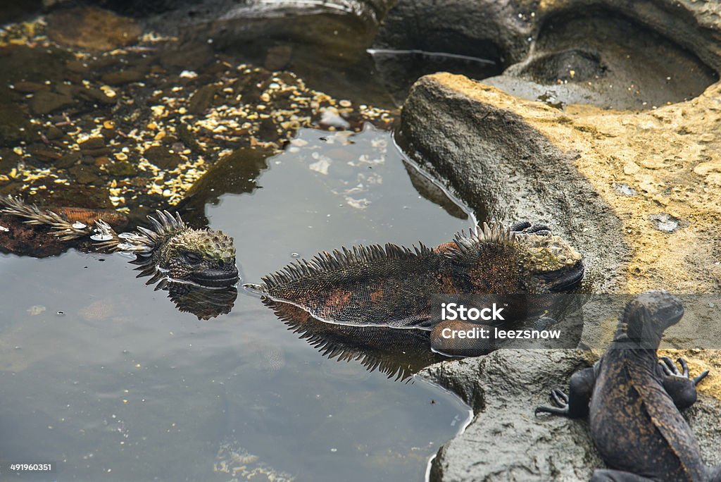 Marine iguane nel Isole Galápagos - Foto stock royalty-free di Acqua