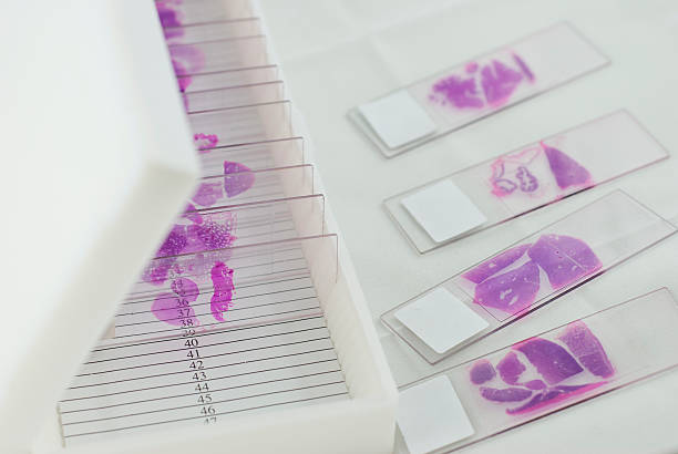 histologie folie box - histology stock-fotos und bilder