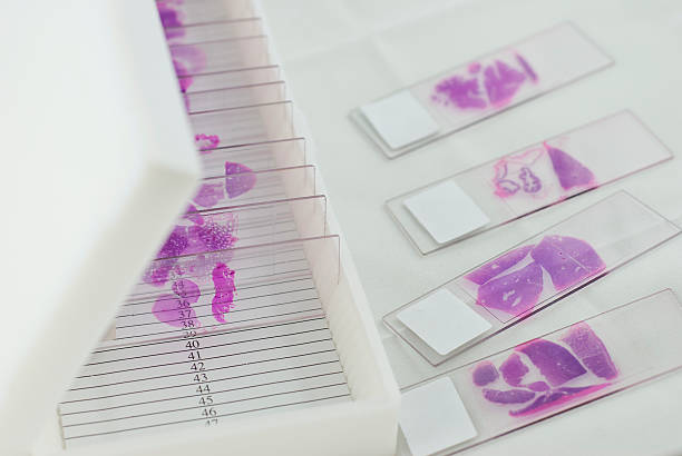 histology slide box histology slide box microscope slide stock pictures, royalty-free photos & images