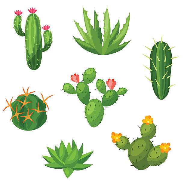 ilustraciones, imágenes clip art, dibujos animados e iconos de stock de colección de abstracto cactuses y plantas. ilustración natural - cactus