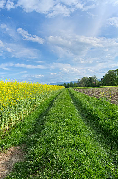istock Country road - agriculture landscape. 491960955
