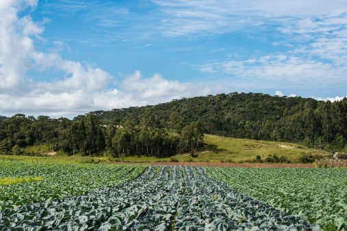 Cabbage plantation without pesticides