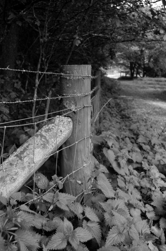gate in a road in the woods