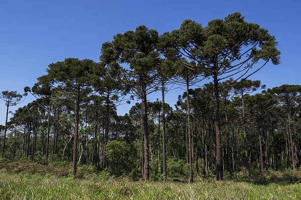 araucaria - green woods forest southern brazil imagens e fotografias de stock