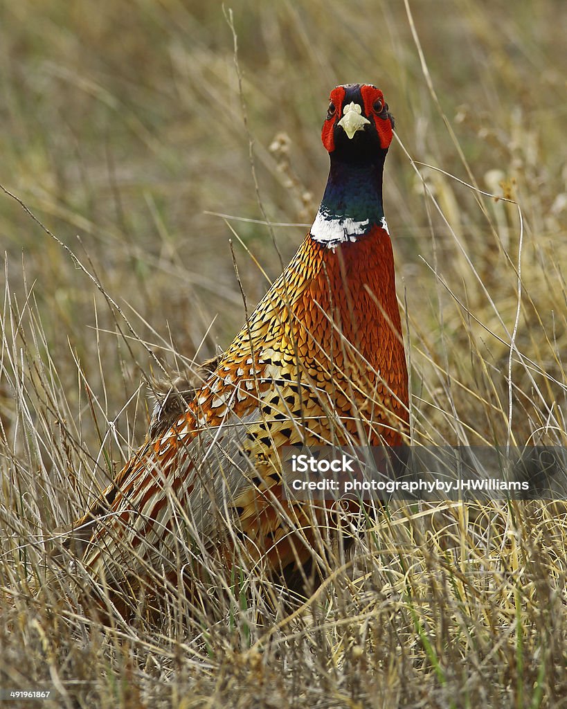 Rooster Pheasant Looking At Camera Rooster Pheasant looking at camera. Bird Stock Photo