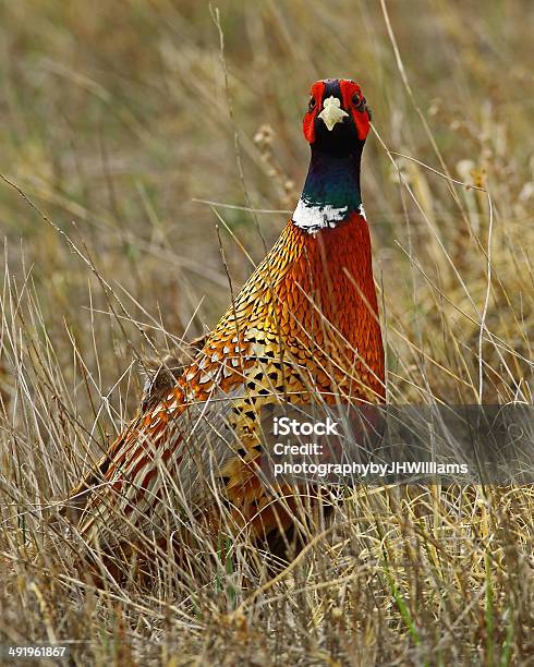 Rooster Pheasant Looking At Camera Stock Photo - Download Image Now - Bird, Gamebird, No People