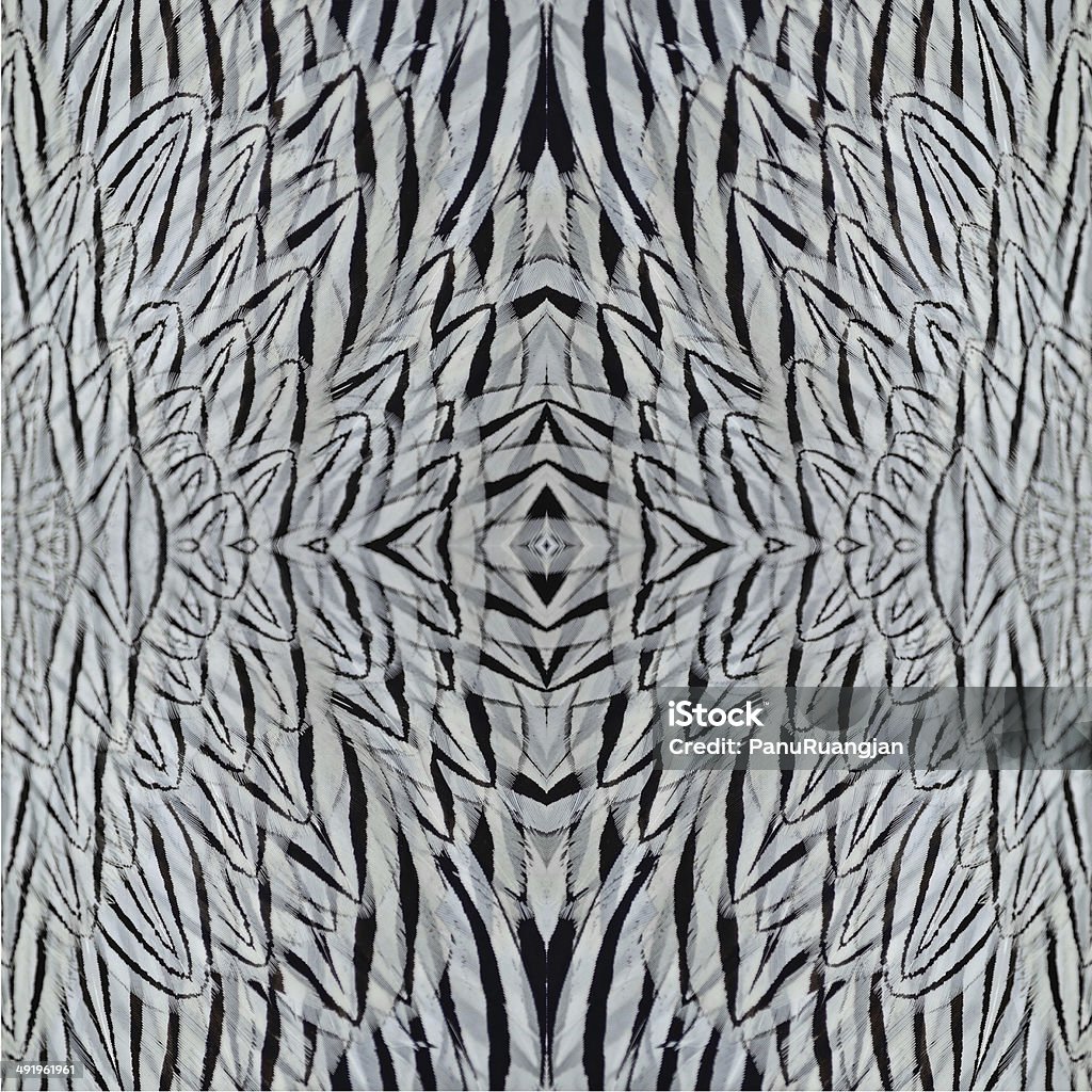 Silver Pheasant feathers Silver Pheasant feathers background abstract in male profile Abstract Stock Photo