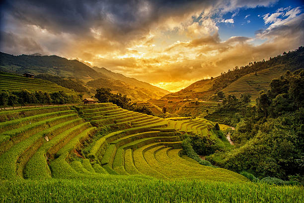 Rice fields on terrace stock photo