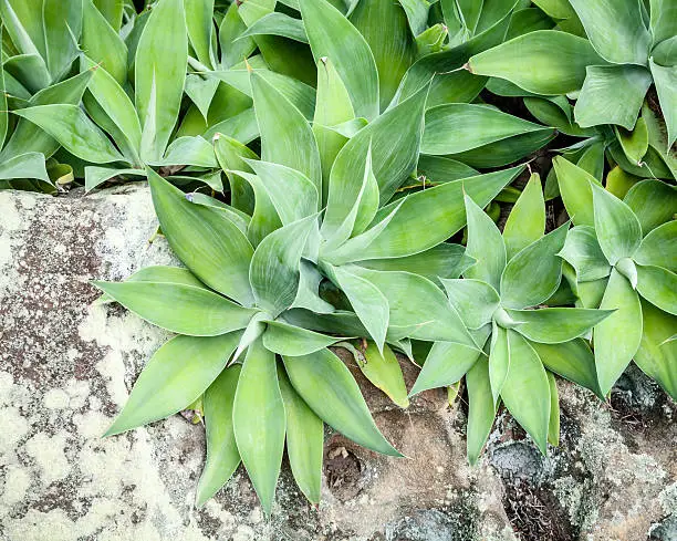 Photo of Agave attenuata Plants Spilling Over a Mottled Rock Wall
