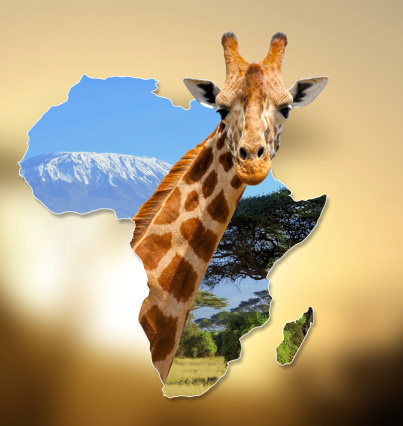 Africa Wildlife Map Design with geraffe and kilimanjaro