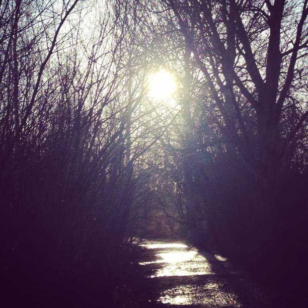 Woodland Walk. stock photo