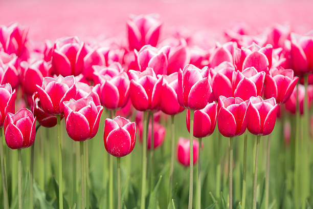 istock Close-up: field of red tulips 491963203