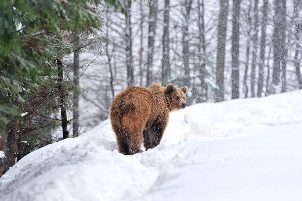 bear - winter bear fotografías e imágenes de stock