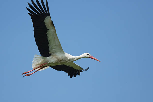 istock Close-up of wild white stork in flight 491963577