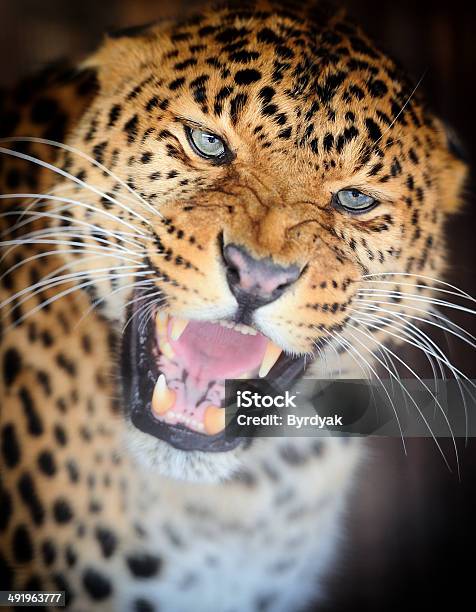 Leopard Stock Photo - Download Image Now - Aggression, Animal, Animal  Wildlife - iStock