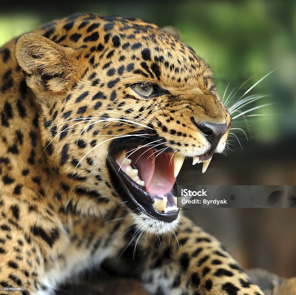 Leopard Portrait Stock Photo - Download Image Now - Aggression, Animal,  Animal Wildlife - iStock