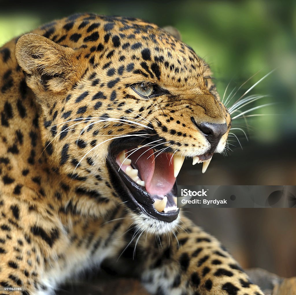 Leopard Portrait Stock Photo - Download Image Now - Aggression, Animal, Animal Wildlife - iStock Leopard Portrait Stock Photo - Download Image Now - Aggression, Animal, Animal Wildlife - iStock
