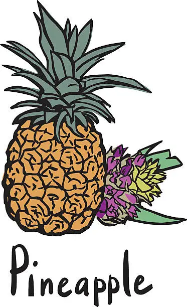 Vector illustration of Pineapple fruit