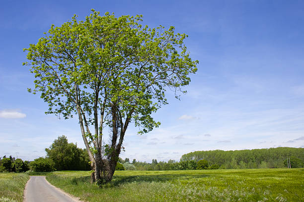 istock Vibrant greenery on a summer's day, Suffolk, UK 491964134