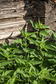 nettles.jpg?b=1&s=170x170&k=20&c=rexoqRYQrsG08f6uPWy4S0vd2fV37F9Wn5448_IlpSE=