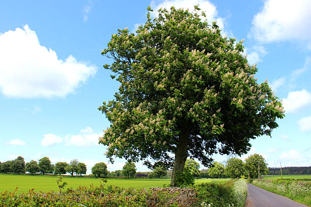 Photo showing a large, well-shaped horse chestnut tree - or conker tree / buckeye - growing on one side of a farm field, next to a hedge and a narrow country lane.  The Latin name for this tree is 'aesculus hippocastanum'.  In the background is an avenue of further horse chestnuts, lining the road.
