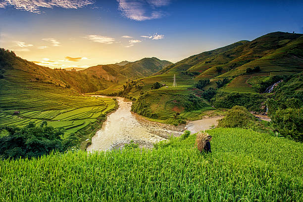 Rice fields on terrace Rice fields on terrace in rainy season at Mu Cang Chai, Yen Bai, Vietnam. Rice fields prepare for transplant at Northwest Vietnam thailand rice field stock pictures, royalty-free photos & images