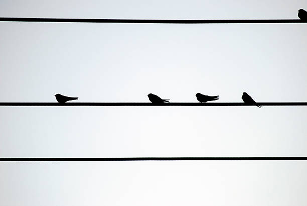 istock silhouette of swallows on a power line 491964844