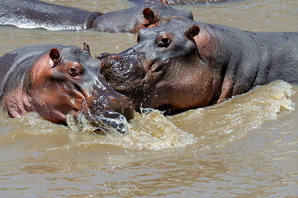 hipopótamo - hippopotamus amphibian sleeping hippo sleeping fotografías e imágenes de stock