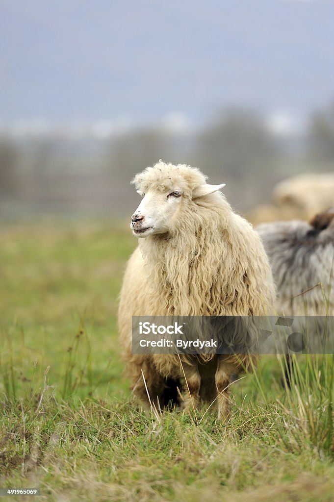 Sheep Sheep herd in summer meadow Agriculture Stock Photo