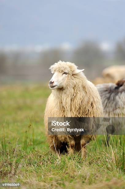 Sheep Stock Photo - Download Image Now - Agriculture, Animal, Cute