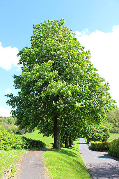 istock Conker / horse chestnut tree with white flowers, by field / road 491965541