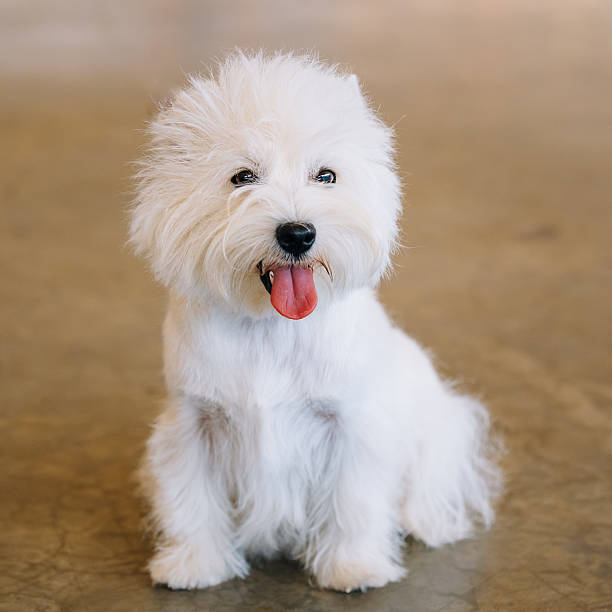 istock Smiling Small White West Highland White Terrier (Westie, Westy) 491965762