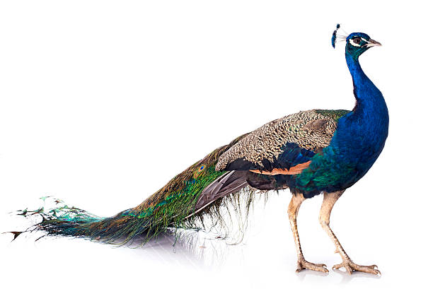 79,369 Peacock Stock Photos, Pictures & Royalty-Free Images - iStock | Peacock feather, Peacock pattern, Peacock vector 79,369 Peacock Stock Photos, Pictures & Royalty-Free Images - iStock | Peacock feather, Peacock pattern, Peacock vector