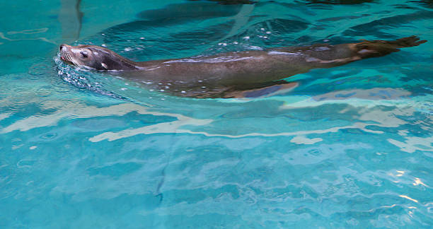 istock The seal swimming in the pool. 491965920
