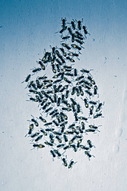 Tapinoma melanocephalum - ghost ant