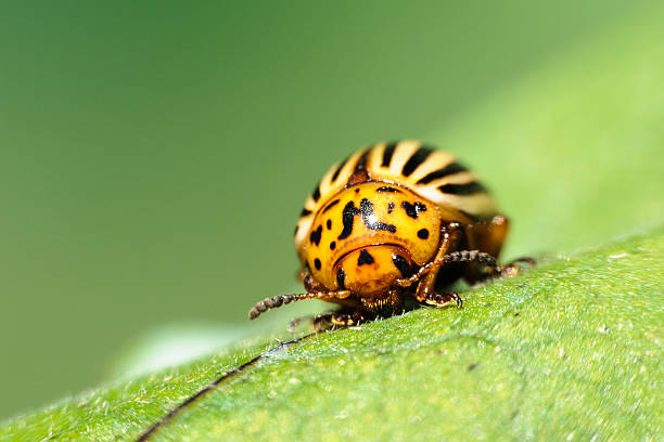 istock Colorado potato beetle 491966075