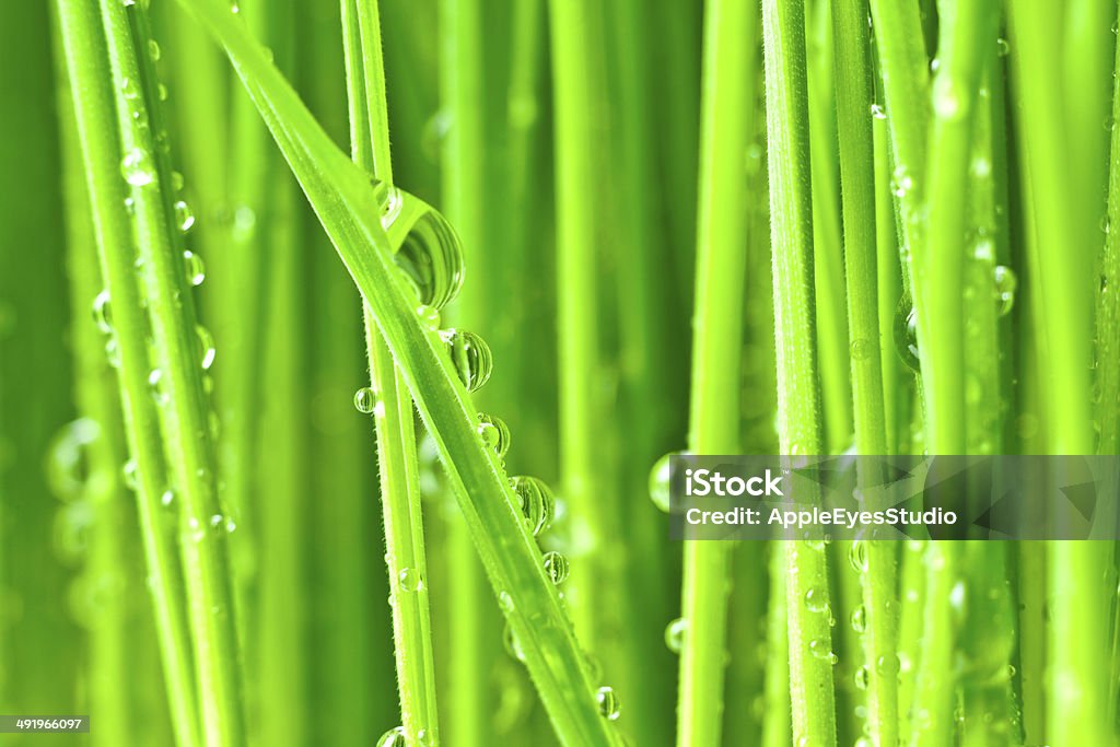 Fresh Green Grass with Drops Dew / isolated on white Agricultural Field Stock Photo